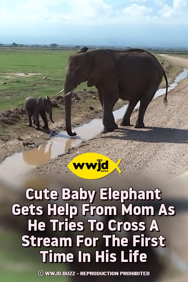 Cute Baby Elephant Gets Help From Mom As He Tries To Cross A Stream For The First Time In His Life
