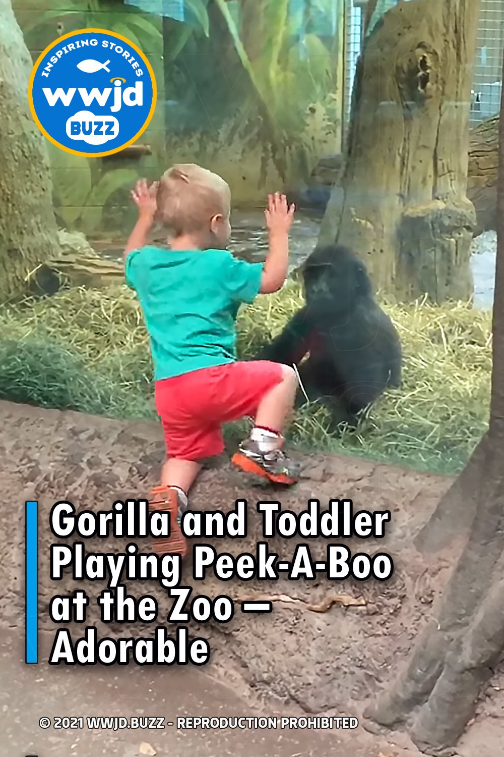 Gorilla and Toddler Playing Peek-A-Boo at the Zoo - Adorable