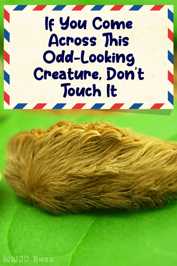 If You Come Across This Odd-Looking Creature, Don\'t Touch It