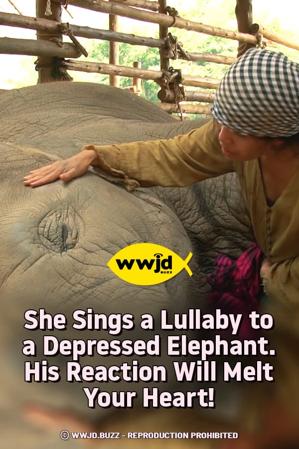 She Sings a Lullaby to a Depressed Elephant. His Reaction Will Melt Your Heart!