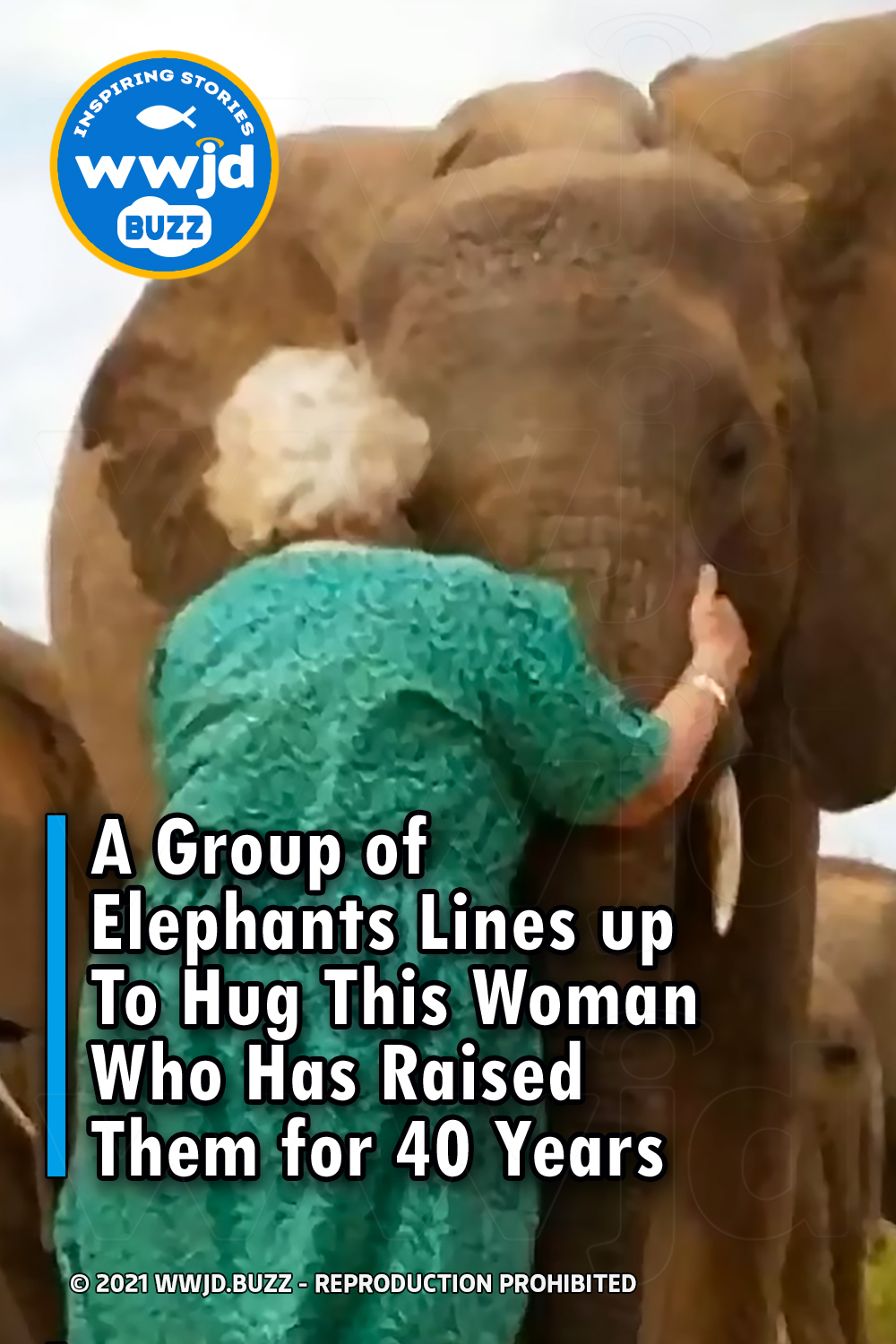 A Group of Elephants Lines up To Hug This Woman Who Has Raised Them for 40 Years