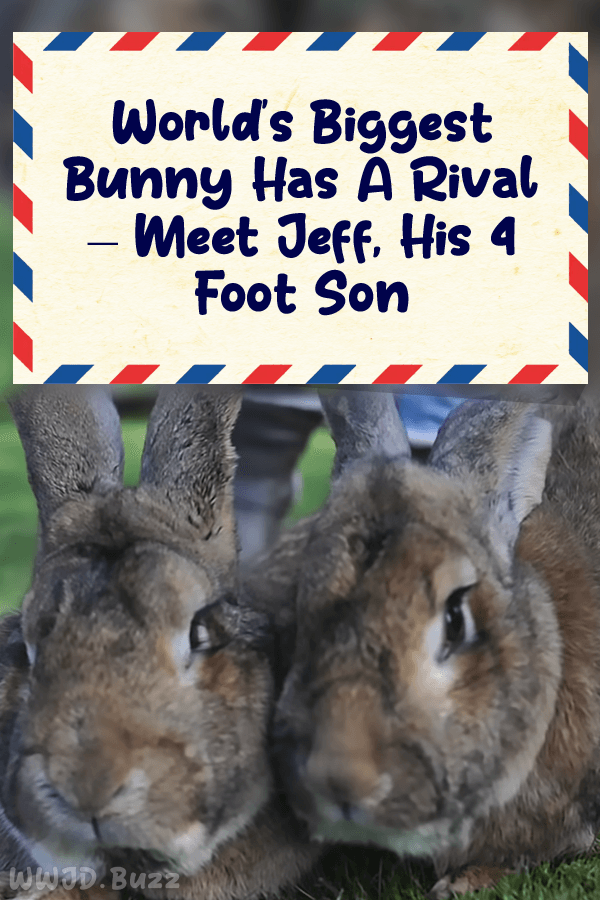 World\'s Biggest Bunny Has A Rival – Meet Jeff, His 4 Foot Son