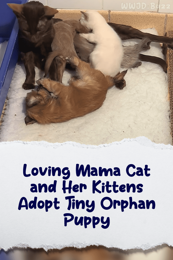 Loving Mama Cat and Her Kittens Adopt Tiny Orphan Puppy