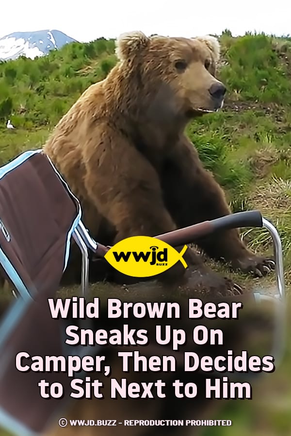 Wild Brown Bear Sneaks Up On Camper, Then Decides to Sit Next to Him