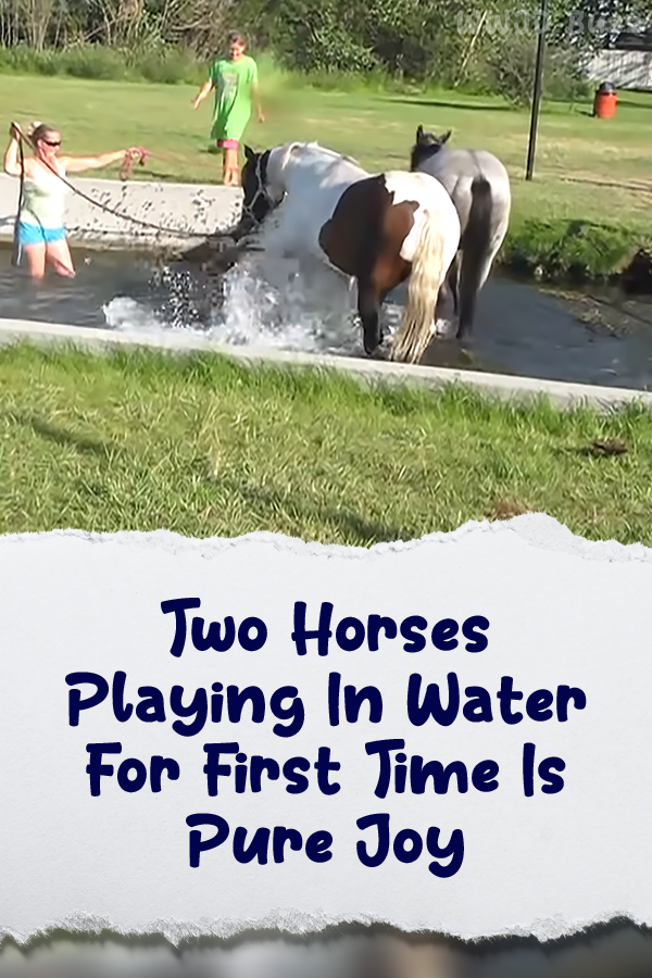 Two Horses Playing In Water For First Time Is Pure Joy