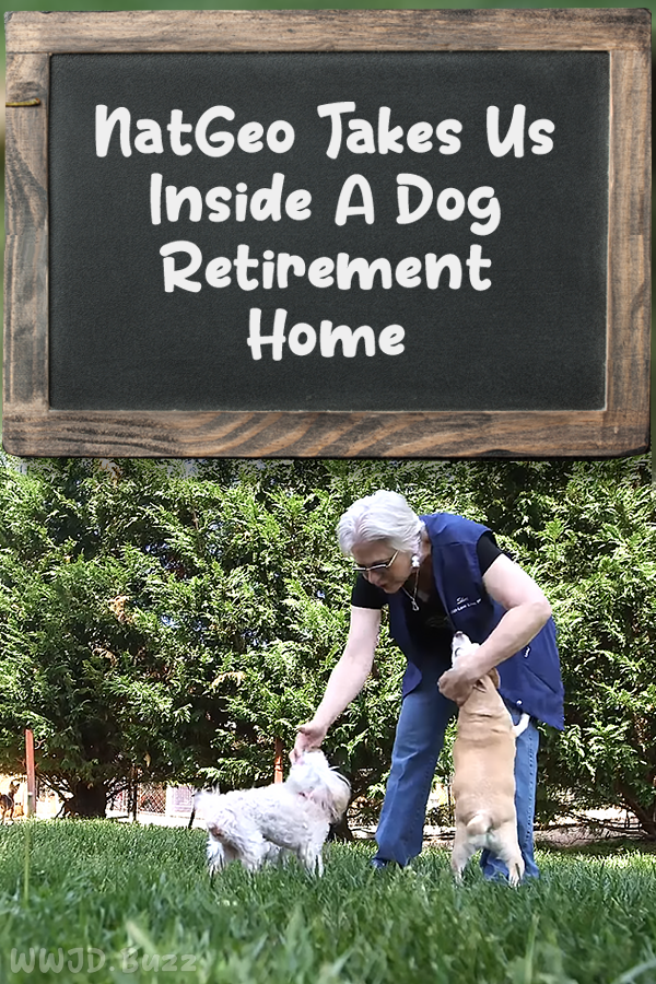 NatGeo Takes Us Inside A Dog Retirement Home