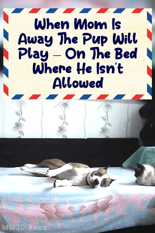 When Mom Is Away The Pup Will Play – On The Bed Where He Isn\'t Allowed