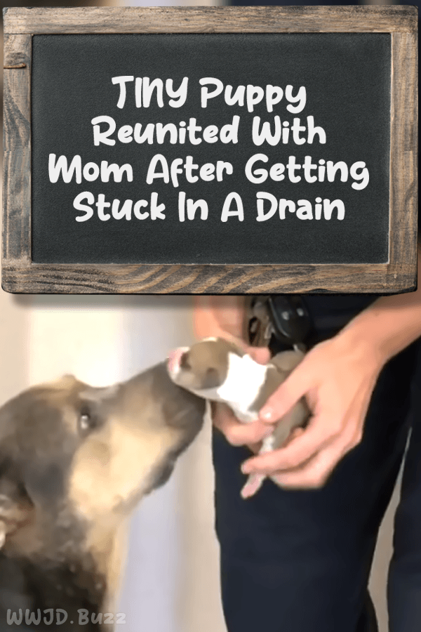 TINY Puppy Reunited With Mom After Getting Stuck In A Drain