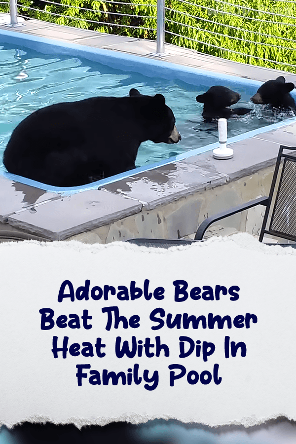 Adorable Bears Beat The Summer Heat With Dip In Family Pool