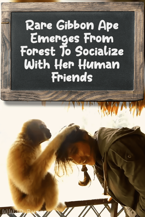 Rare Gibbon Ape Emerges From Forest To Socialize With Her Human Friends