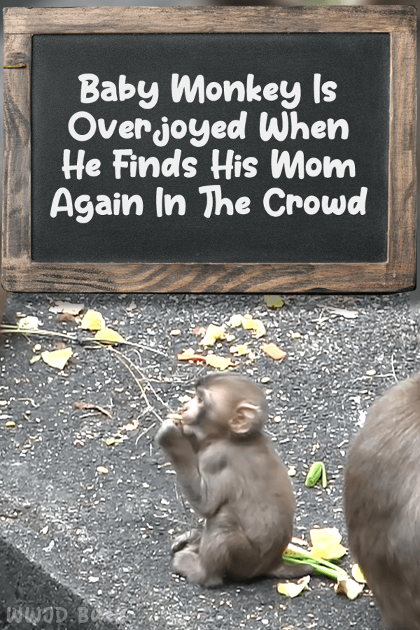 Baby Monkey Is Overjoyed When He Finds His Mom Again In The Crowd