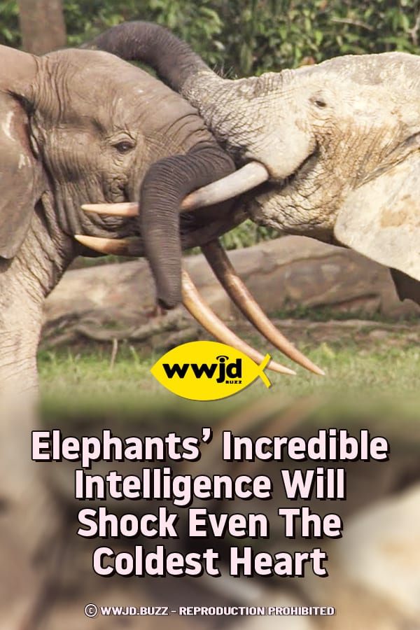 Elephants\' Incredible Intelligence Will Shock Even The Coldest Heart