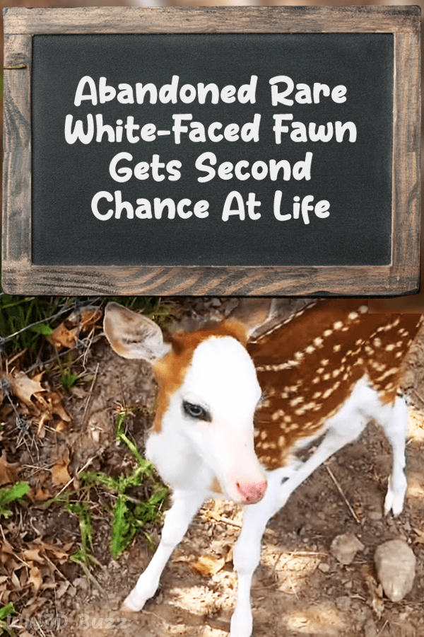 Abandoned Rare White-Faced Fawn Gets Second Chance At Life