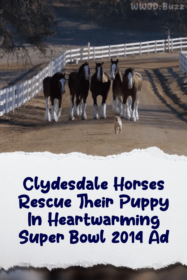 Clydesdale Horses Rescue Their Puppy In Heartwarming Super Bowl 2014 Ad