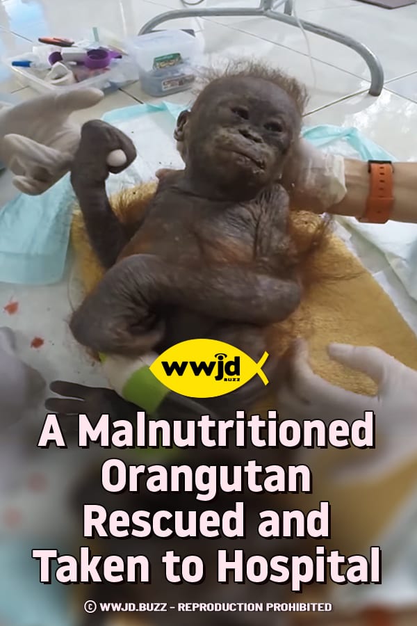 A Malnutritioned Orangutan Rescued and Taken to Hospital