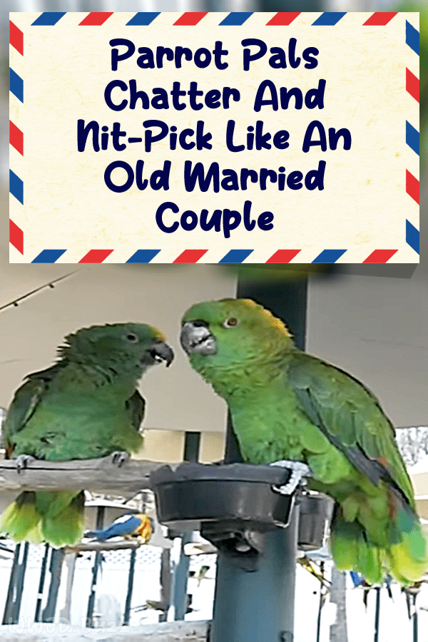 Parrot Pals Chatter And Nit-Pick Like An Old Married Couple