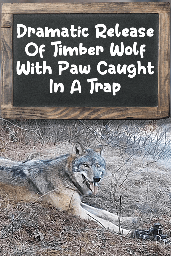 Dramatic Release Of Timber Wolf With Paw Caught In A Trap
