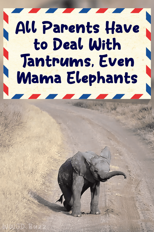All Parents Have to Deal With Tantrums, Even Mama Elephants