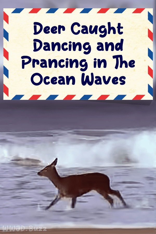Deer Caught Dancing and Prancing in The Ocean Waves