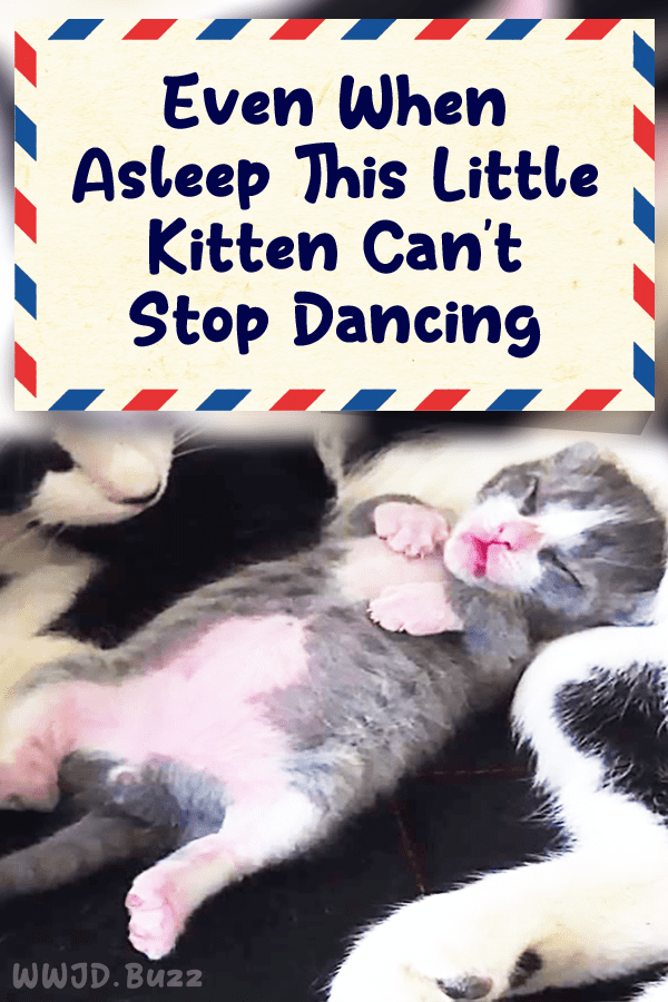 Even When Asleep This Little Kitten Can\'t Stop Dancing