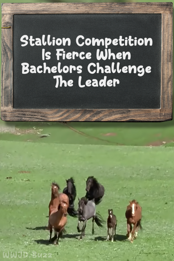 Stallion Competition Is Fierce When Bachelors Challenge The Leader