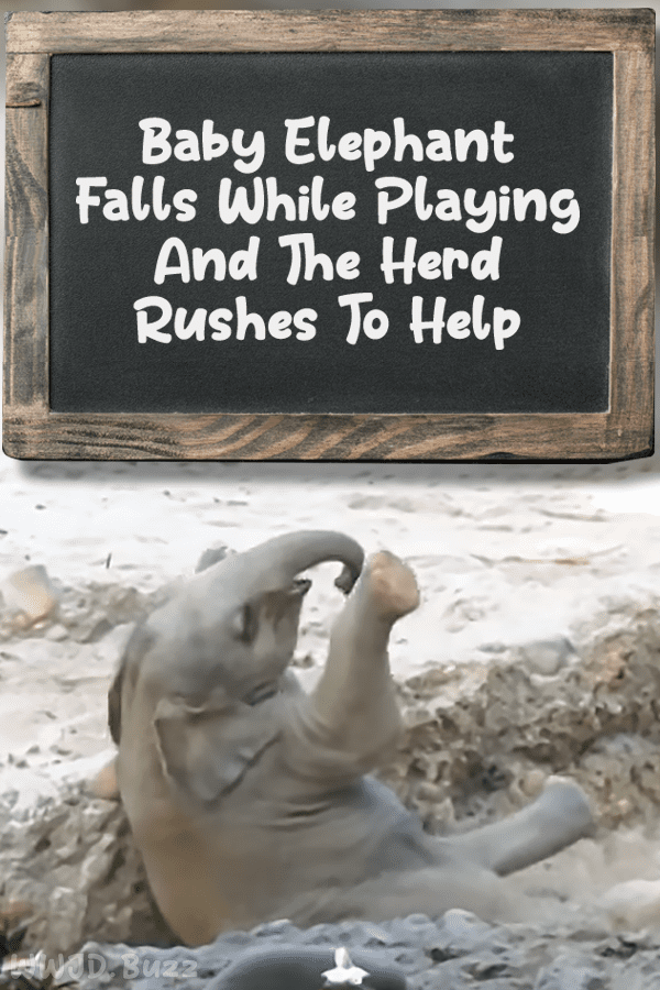 Baby Elephant Falls While Playing And The Herd Rushes To Help