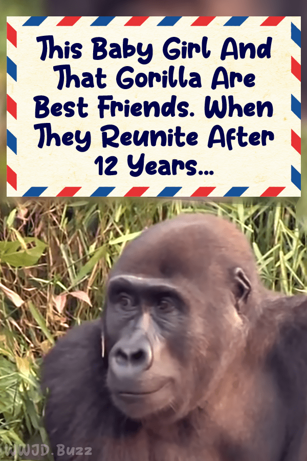 This Baby Girl And That Gorilla Are Best Friends. When They Reunite After 12 Years...