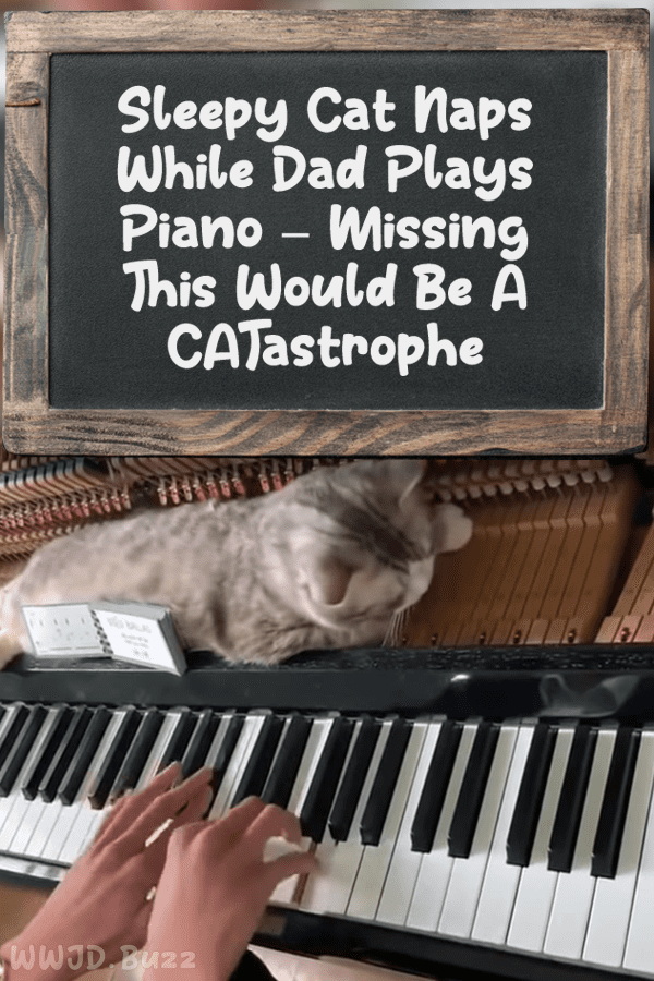 Sleepy Cat Naps While Dad Plays Piano – Missing This Would Be A CATastrophe