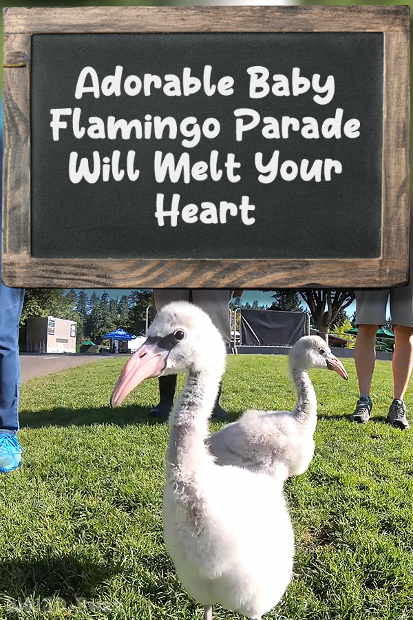 Adorable Baby Flamingo Parade Will Melt Your Heart