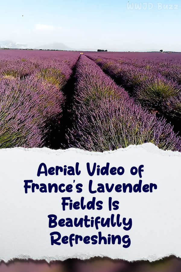 Aerial Video of France\'s Lavender Fields Is Beautifully Refreshing