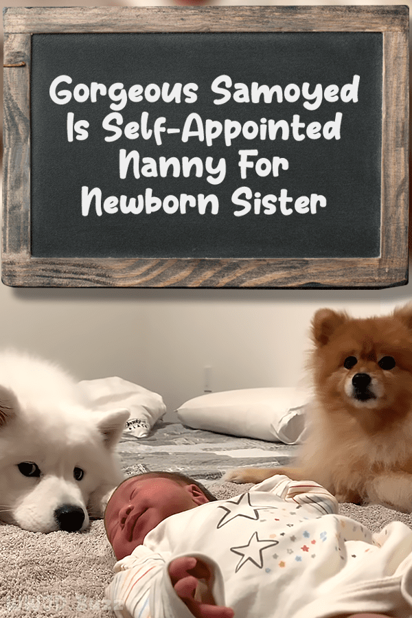 Gorgeous Samoyed Is Self-Appointed Nanny For Newborn Sister