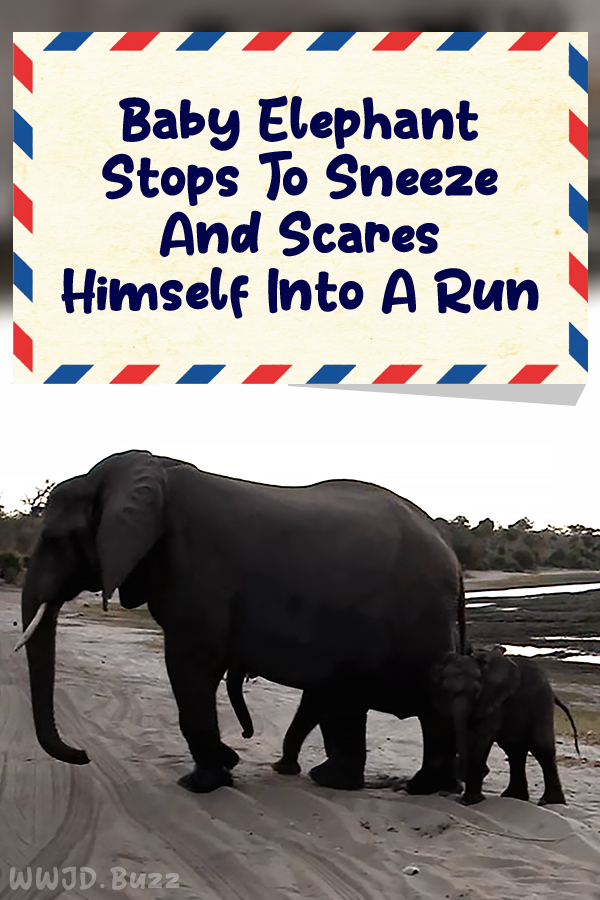Baby Elephant Stops To Sneeze And Scares Himself Into A Run