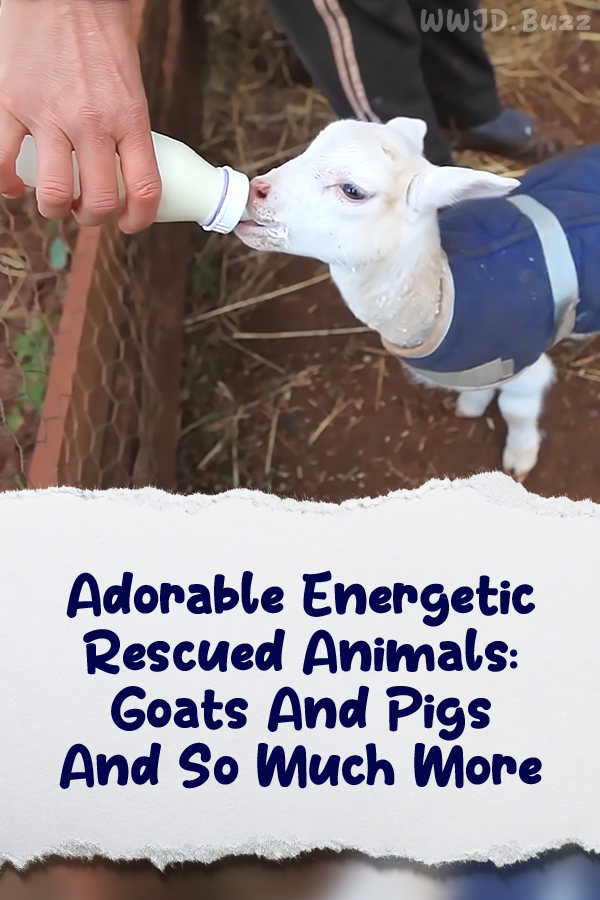 Adorable Energetic Rescued Animals: Goats And Pigs And So Much More