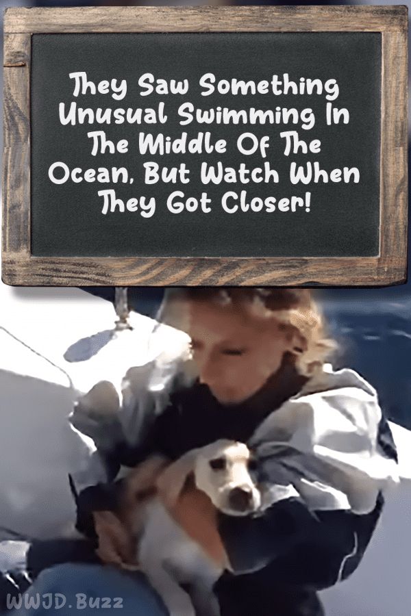They Saw Something Unusual Swimming In The Middle Of The Ocean, But Watch When They Got Closer!