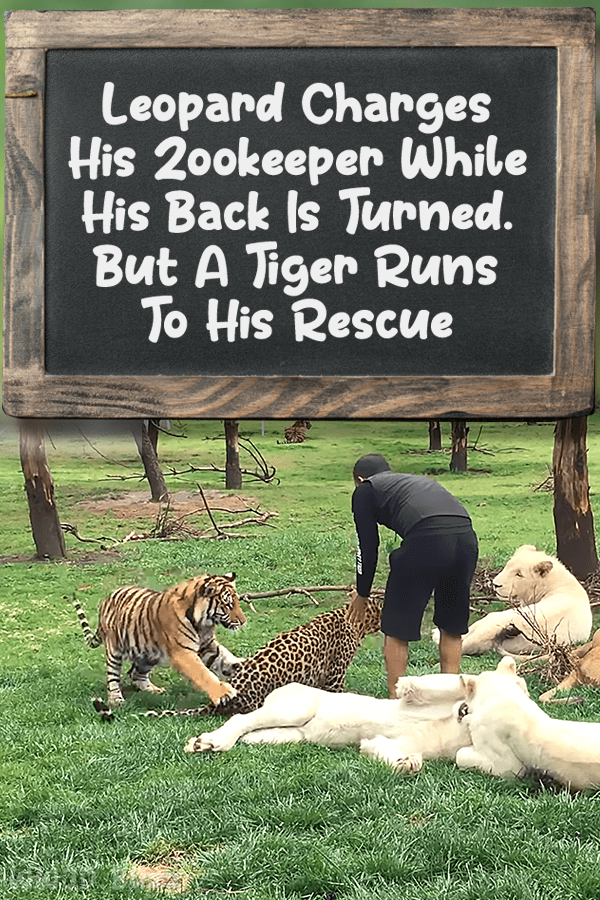 Leopard Charges His Zookeeper While His Back Is Turned. But A Tiger Runs To His Rescue