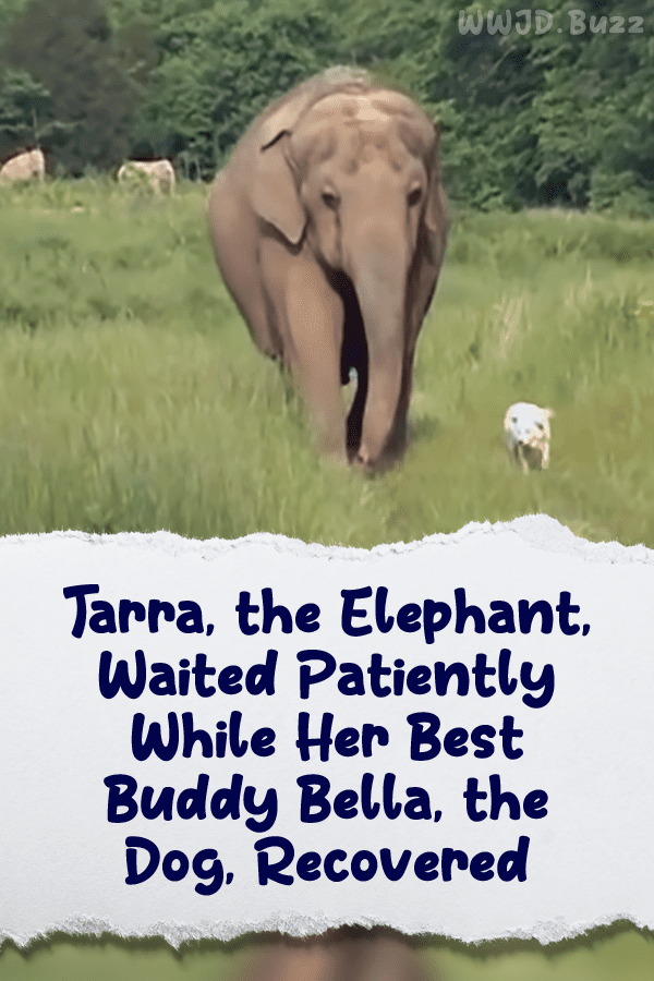 Tarra, the Elephant, Waited Patiently While Her Best Buddy Bella, the Dog, Recovered