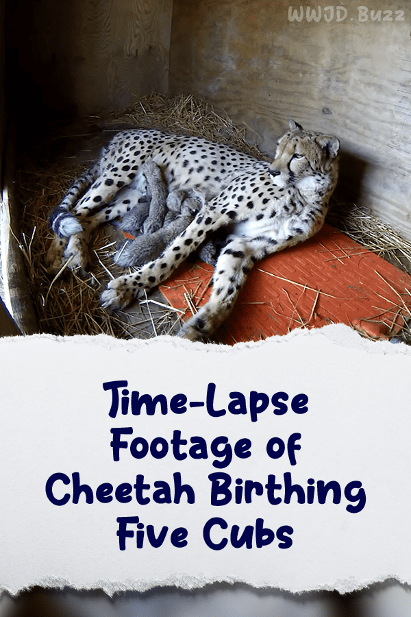 Time-Lapse Footage of Cheetah Birthing Five Cubs