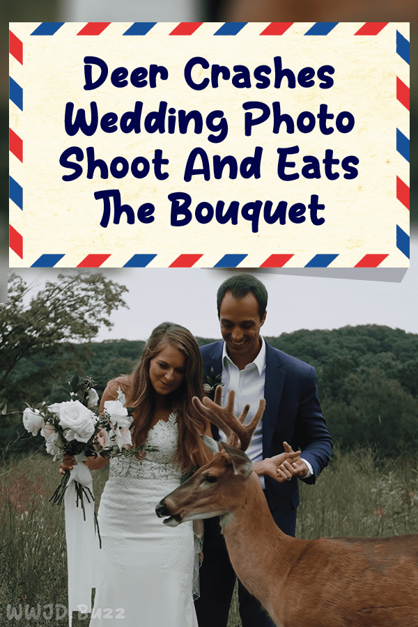 Deer Crashes Wedding Photo Shoot And Eats The Bouquet