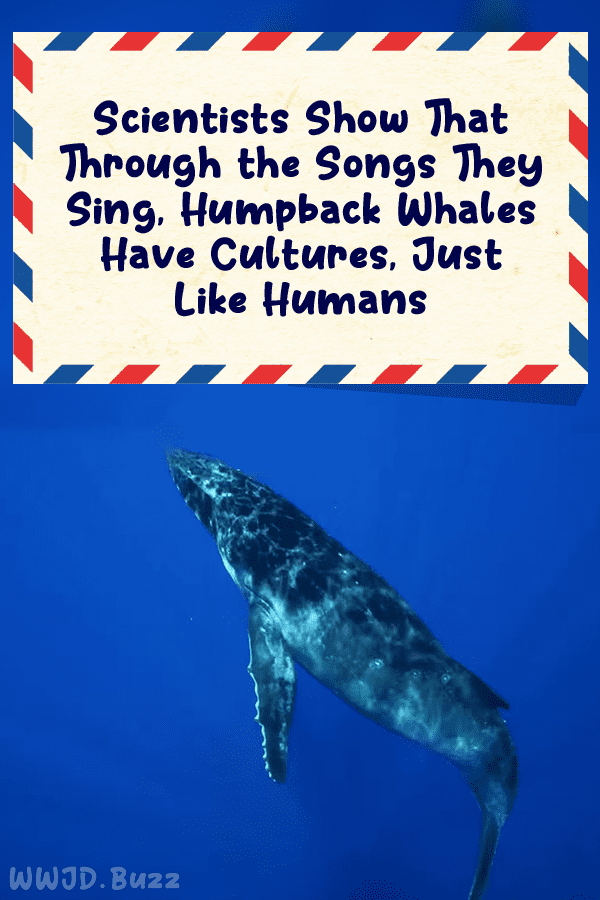 Scientists Show That Through the Songs They Sing, Humpback Whales Have Cultures, Just Like Humans