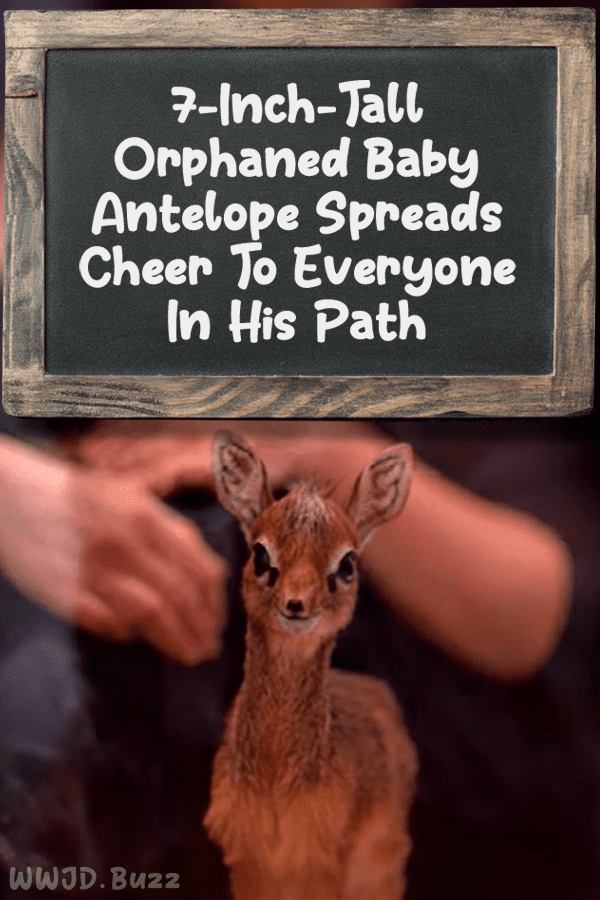 7-Inch-Tall Orphaned Baby Antelope Spreads Cheer To Everyone In His Path