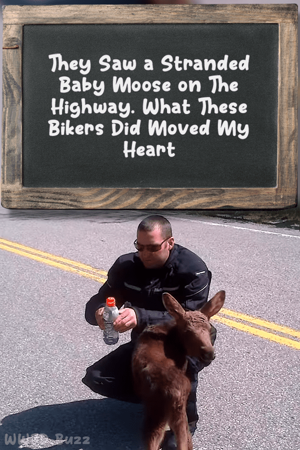 They Saw a Stranded Baby Moose on The Highway. What These Bikers Did Moved My Heart