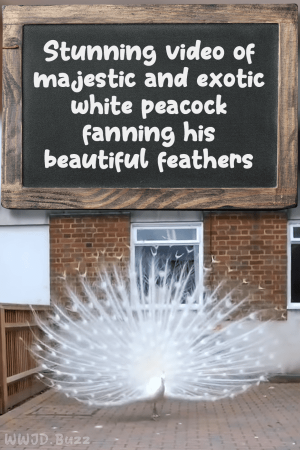 Stunning video of majestic and exotic white peacock fanning his beautiful feathers