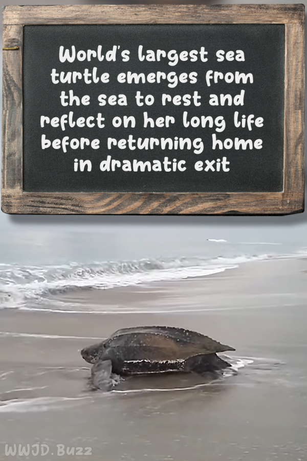World\'s largest sea turtle emerges from the sea to rest and reflect on her long life before returning home in dramatic exit