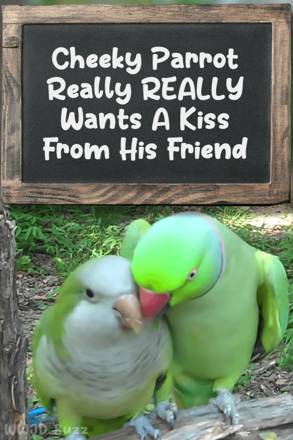 Cheeky Parrot Really REALLY Wants A Kiss From His Friend