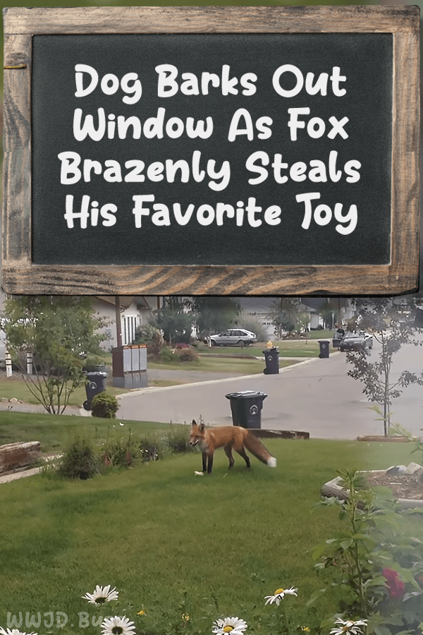 Dog Barks Out Window As Fox Brazenly Steals His Favorite Toy