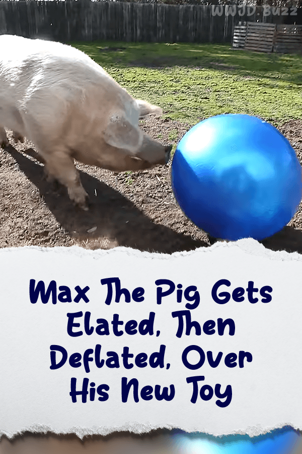Max The Pig Gets Elated, Then Deflated, Over His New Toy