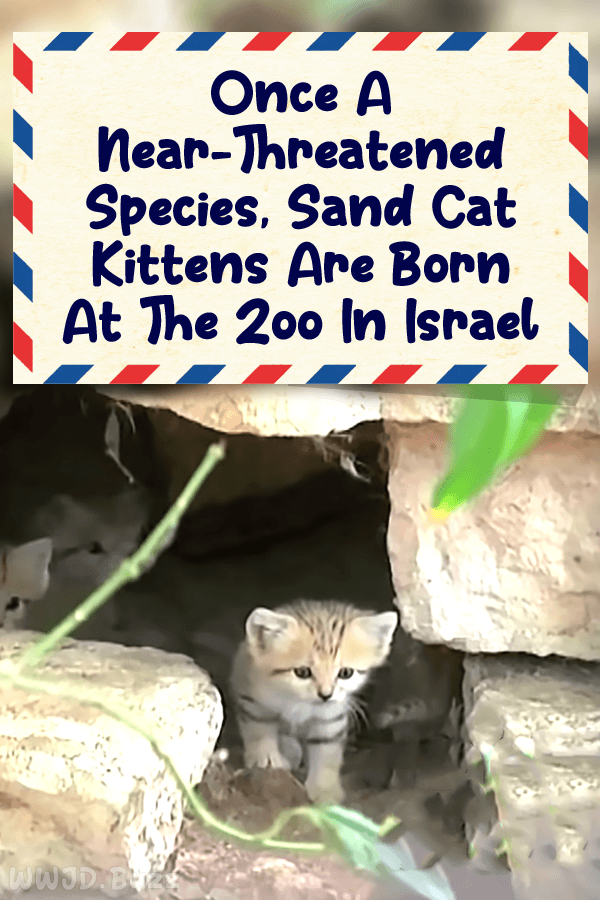 Once A Near-Threatened Species, Sand Cat Kittens Are Born At The Zoo In Israel