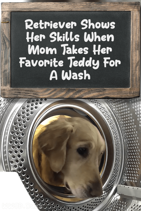 Retriever Shows Her Skills When Mom Takes Her Favorite Teddy For A Wash
