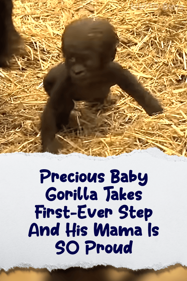 Precious Baby Gorilla Takes First Ever Step And His Mama Is SO Proud