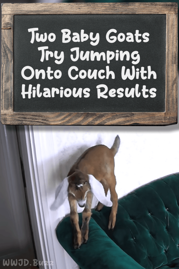 Two Baby Goats Try Jumping Onto Couch With Hilarious Results